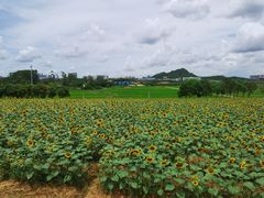 -光明小镇欢乐田园
