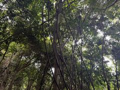 -霸王岭国家森林公园