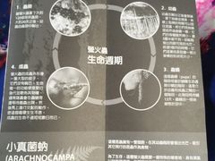 -怀托摩萤火虫洞