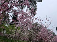 -南山植物园