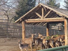 -青藏高原野生动物园