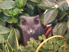 -太二酸菜鱼(石家庄万象城店)