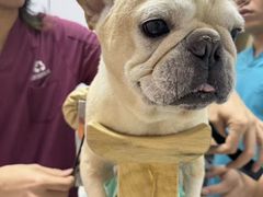 -西安京西宠物医院·瘫痪·疑难杂症