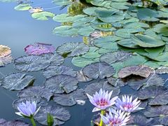 -国家植物园南园