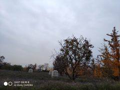 -静之湖湖畔餐厅