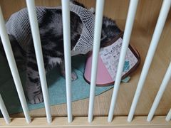 -谐和贝康宠物医院24小时·宠保定点(急重症转诊中心)
