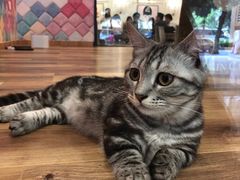 -袖虎·猫馆(体育西路店)