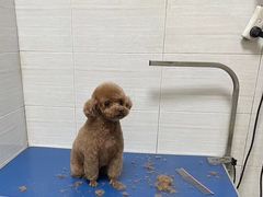 -芭比堂动物医院广州顽皮分院