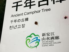 -新安江山水画廊风景区