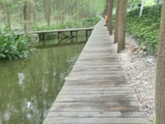 -合肥滨湖国家森林公园