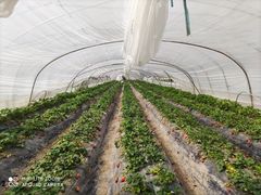 -喜杨洋草莓采摘园