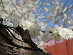 -永定河休闲森林公园