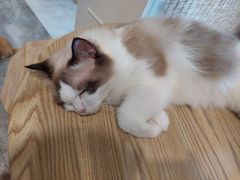 -楼上猫咖(罗湖店)