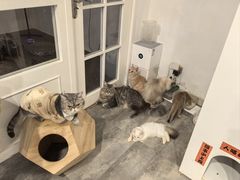 -楼上猫咖(罗湖店)