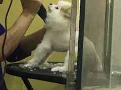 -酷狗靓猫宠物·洗护·美容·寄养(航北路店)