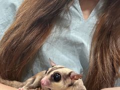 -楼上猫咖(罗湖店)