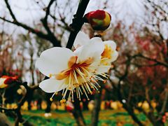 -上海滨江森林公园