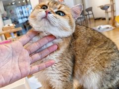 -有喵·猫咖·狗咖·30几只猫10只小狗(岗厦店)