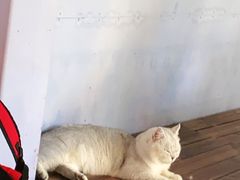 -喵屿·大理花园猫咖