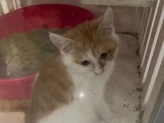 -平行世界·猫咖(首经贸店)