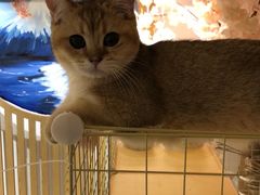 -南京Hallo宠物乐园·哈罗犬舍·柴犬繁育基地