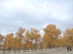 -金塔沙漠胡杨林景区