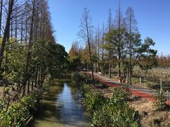 -上海长兴岛郊野公园