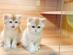 -猫十亿·布偶金渐层·曼基康矮脚猫舍(青年路店)