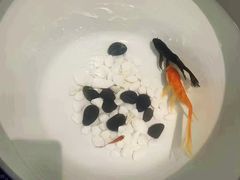 -冯记香辣兔火锅(茶店子总店)