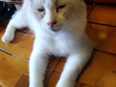 -李小姐の猫咖啡馆(五角场店)