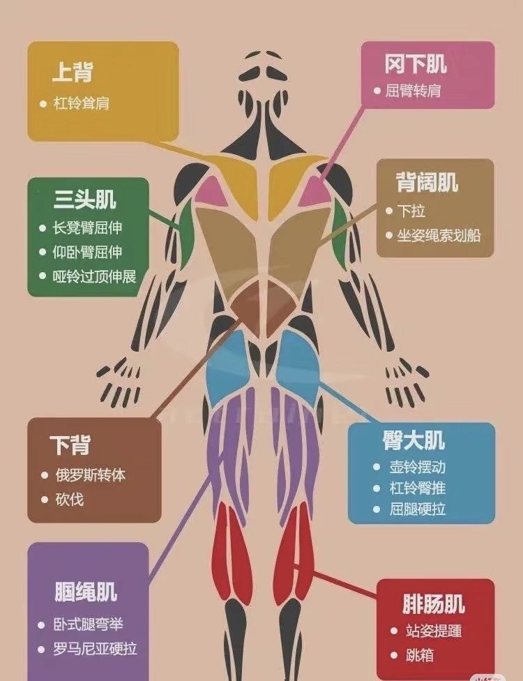 感觉分布图图片