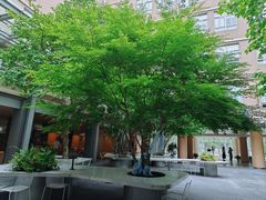 -上海市实验学校