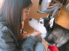 -Husky Go! 哈士奇体验馆·宠物咖啡厅狗咖