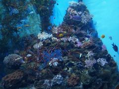 -芜湖新华联大白鲸海洋公园