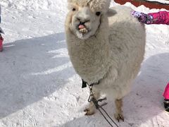 -长白山万达国际滑雪场