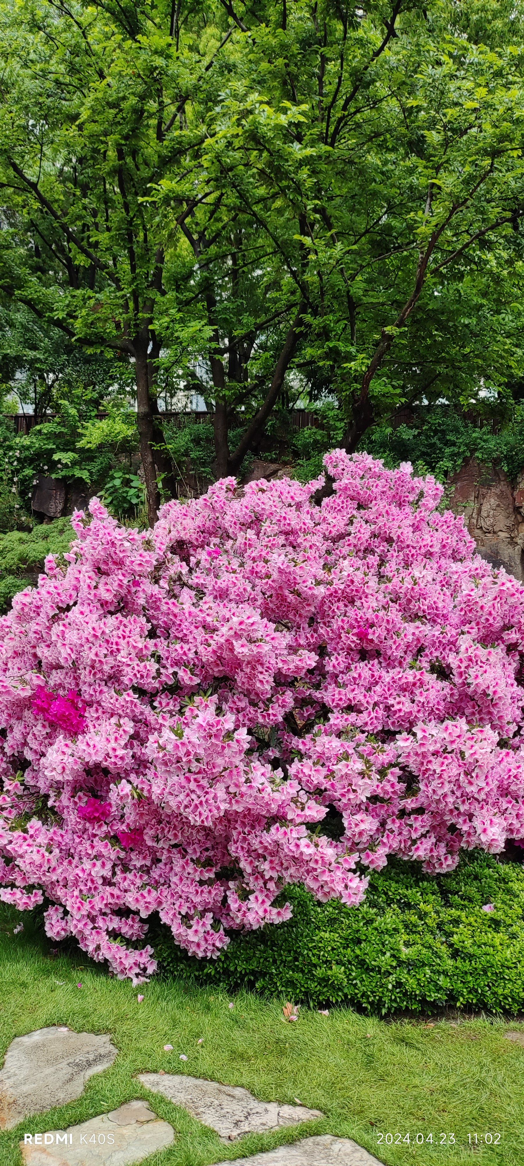 好漂亮的杜鹃花