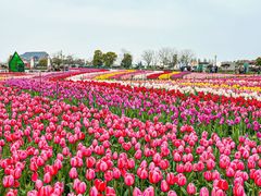 -荷兰花海