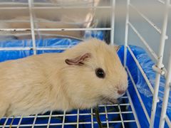 -楼上猫咖(罗湖店)