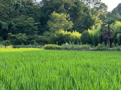 -高荡千年布依古寨旅游景区