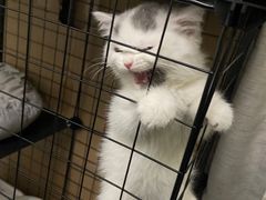 -屋虎猫馆(宝安大仟里店)