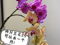 -溪岸路花鸟市场