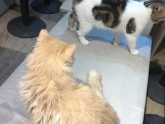 -小时光咖啡馆(开森度假森林店)