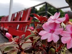 -济州森林小火车生态公园