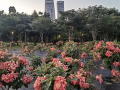 -深圳湾公园(南山区)