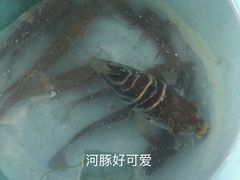 -碧海金沙