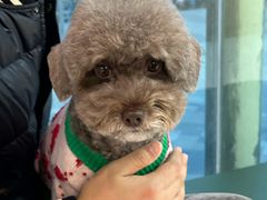 -帕帕拉兹宠物(亚洲旗舰店)