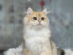 -爱洗澡的猫(天河路店)