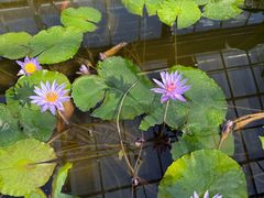 -国家植物园南园