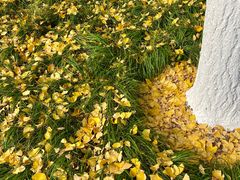 -西北湖绿化广场