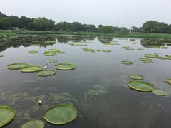 -荷塘月色湿地公园·向阳花洲